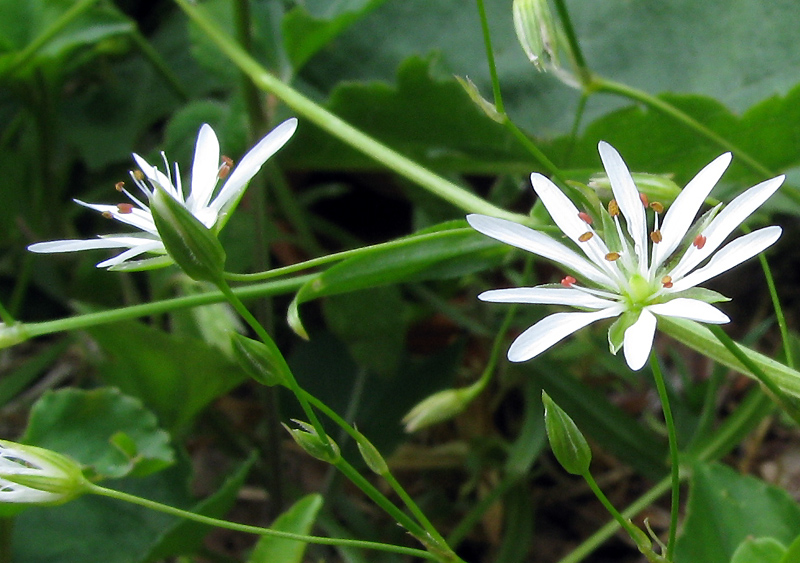 radura di montagna - Stellaria cfr.graminea